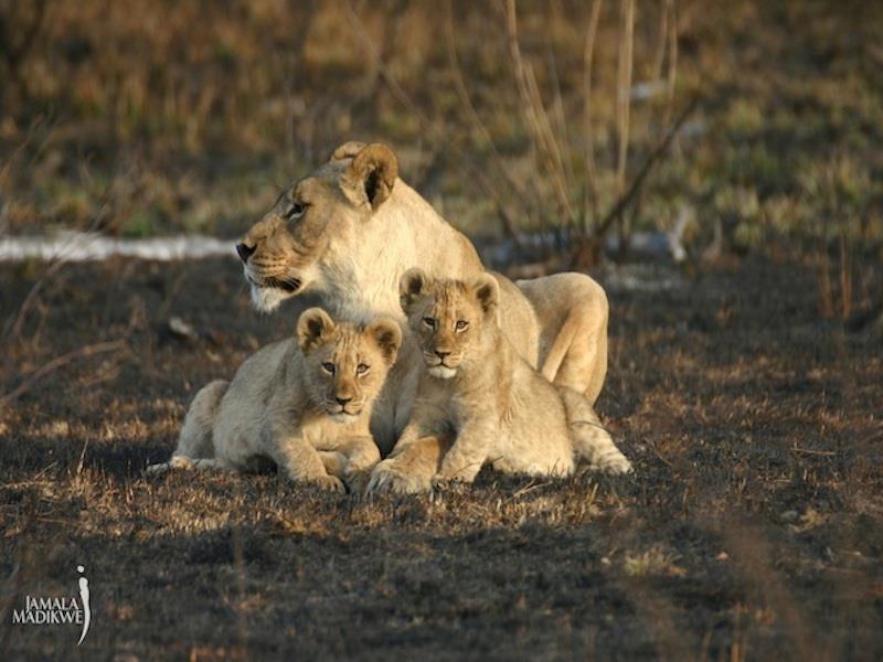 Jamala Madikwe Royal Safari Lodge Mochudi Exterior photo